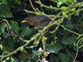 Turdus_merula_br4542