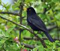 Turdus_merula_br4576