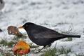 Turdus_merula_ca7230