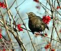 Turdus_merula_d6989