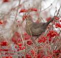 Turdus_merula_d6995