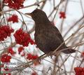 Turdus_merula_d7235