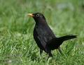 Turdus_merula_d78