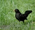 Turdus_merula_d80