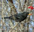 Turdus_merula_d8106