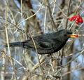 Turdus_merula_d8106