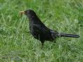 Turdus_merula_d82