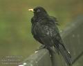 Turdus_merula_d83