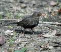 Turdus_merula_da1025