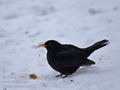 Turdus_merula_hx0277