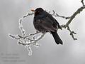 Turdus_merula_hx0404