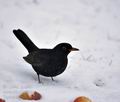 Turdus_merula_hz0472