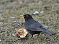 Turdus_merula_hz0550