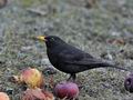 Turdus_merula_hz0551