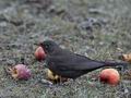 Turdus_merula_hz0555