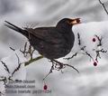 Turdus_merula_pa191834