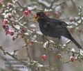 Turdus_merula_r343441