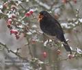 Turdus_merula_r343442