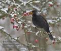 Turdus_merula_r343449