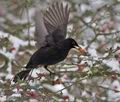 Turdus_merula_r343459