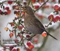 Turdus_merula_r343469