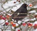 Turdus_merula_r343472