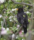 Turdus_merula_rb4845