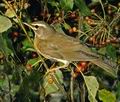 Turdus_pallidus_9316