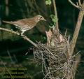 Turdus_philomelos_970