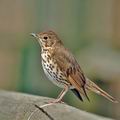 Turdus_philomelos_bn3778