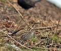 Turdus_philomelos_br0884