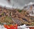 Turdus_philomelos_br0943