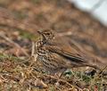 Turdus_philomelos_br0963