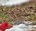 Turdus_philomelos_br0999