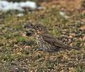 Turdus_philomelos_br2184