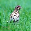 Turdus_philomelos_ha4035