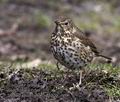 Turdus_philomelos_rd2709