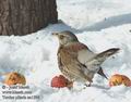 Turdus_pilaris_aa1594