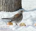 Turdus_pilaris_aa1638