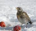 Turdus_pilaris_aa1751