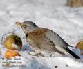 Turdus_pilaris_aa622