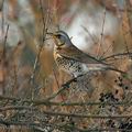 Turdus_pilaris_ba3207