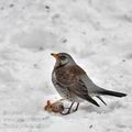 Turdus_pilaris_bi9119