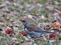Turdus_pilaris_bj0308