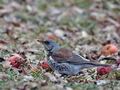 Turdus_pilaris_bj0308