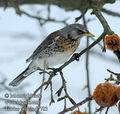 Turdus_pilaris_d7783