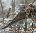 Turdus_pilaris_d8762