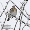 Turdus_pilaris_fa1704