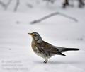 Turdus_pilaris_hz0478