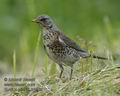 Turdus_pilaris_k1539